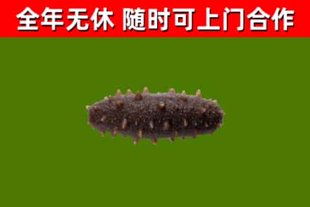 思茅烟酒回收干海参.jpg